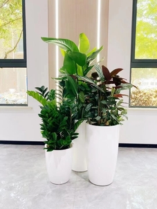 宁波余姚花卉租摆，价格超实惠，美翻你的空间！