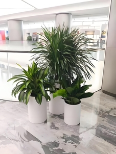 解锁慈溪绿植租赁设计，营造清新舒适办公环境